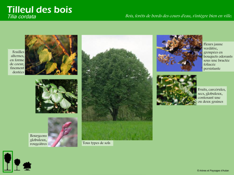 Tilleul des bois