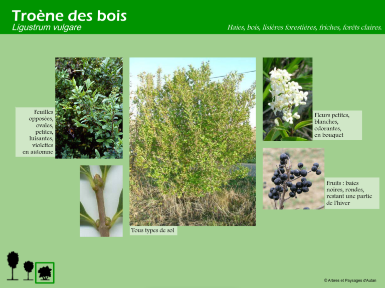 Troène des bois