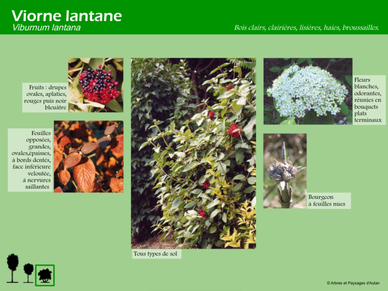 Viorne lantane