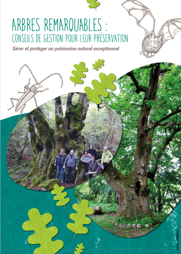 Arbres Remarquables : Conseils de gestion pour leur préservation
