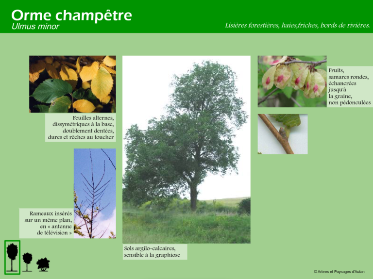 Orme champêtre