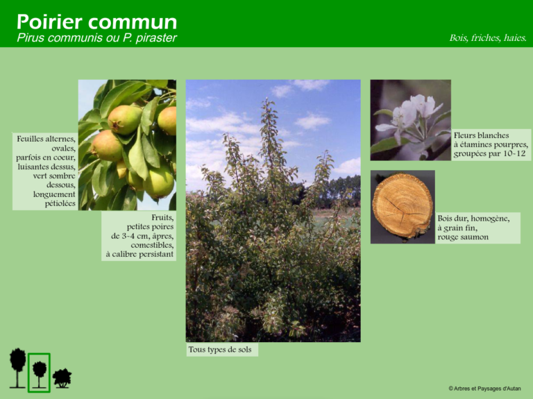 Poirier commun