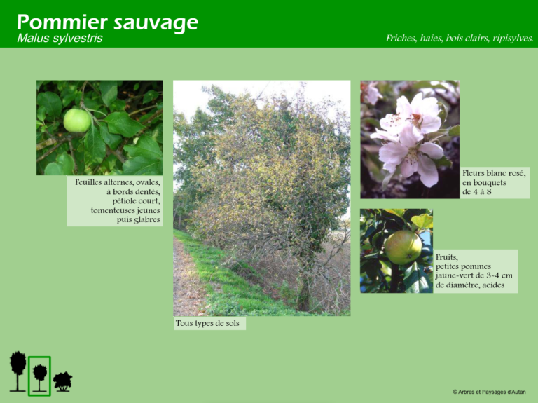 Pommier sauvage