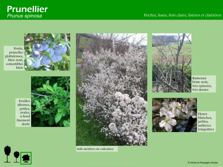 Prunellier