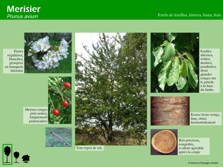 Merisier