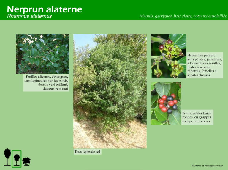 Nerprun alaterne