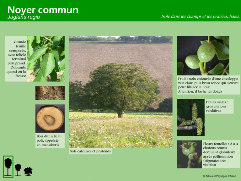 Noyer commun