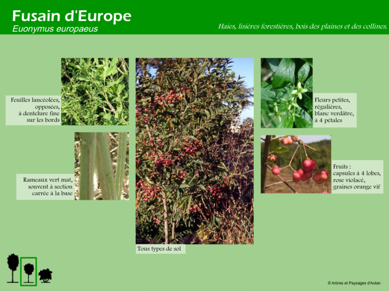 Fusain d’Europe