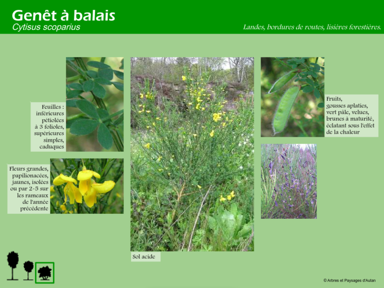 Genêt à balais