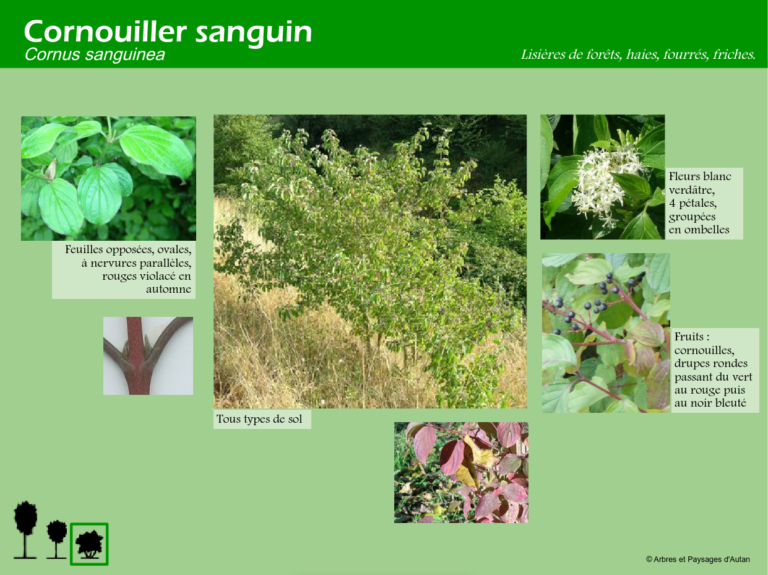 Cornouiller Sanguin