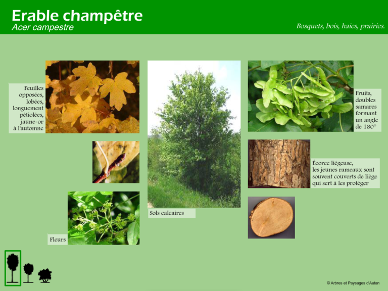 Erable champêtre