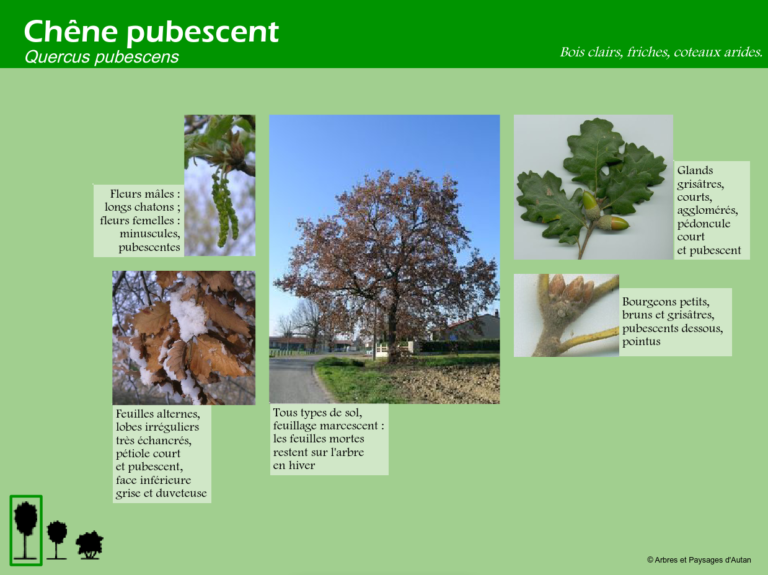 Chêne pubescent