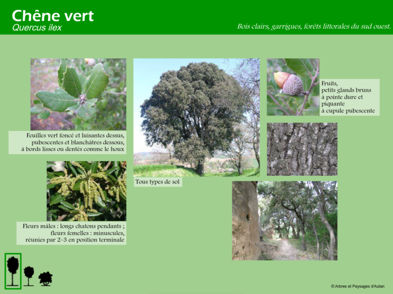 Chêne vert