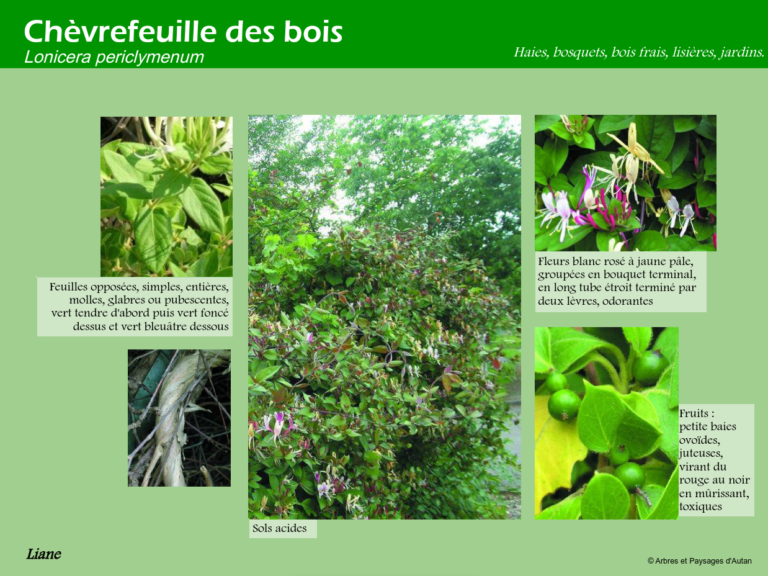 Chèvrefeuille des bois