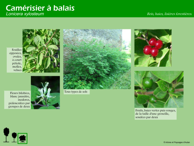 Camérisier à balais
