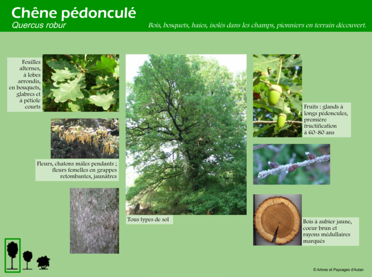 Chêne pédonculé