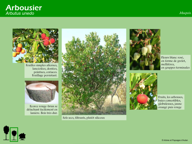Arbousier