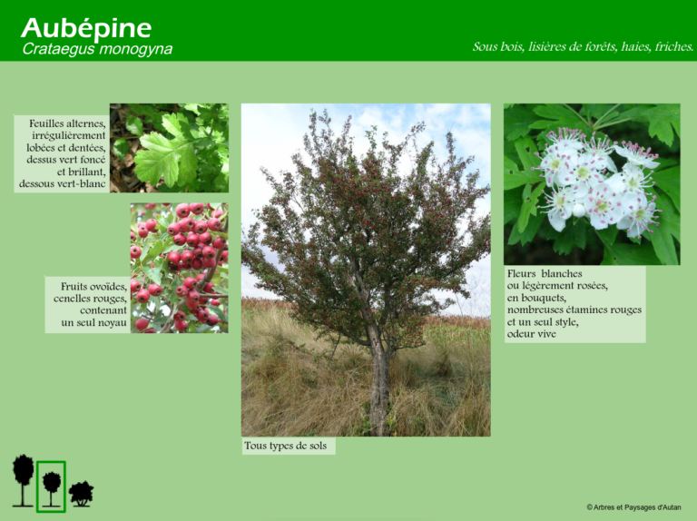 Aubépine