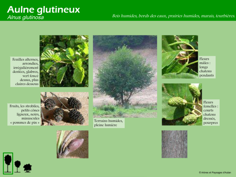 Aulne glutineux
