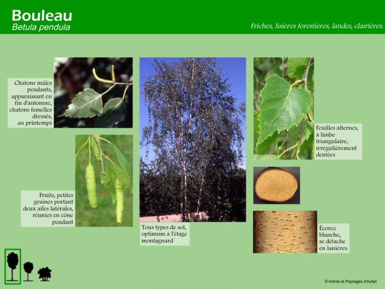 Bouleau