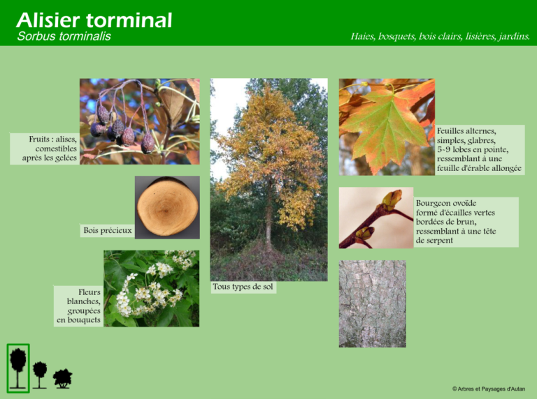 Alisier torminal