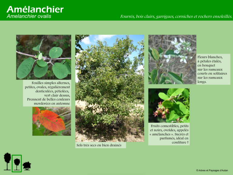 Amélanchier