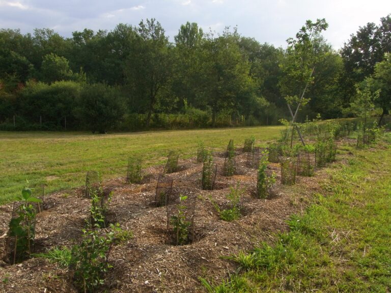 Paillage de vos végétaux