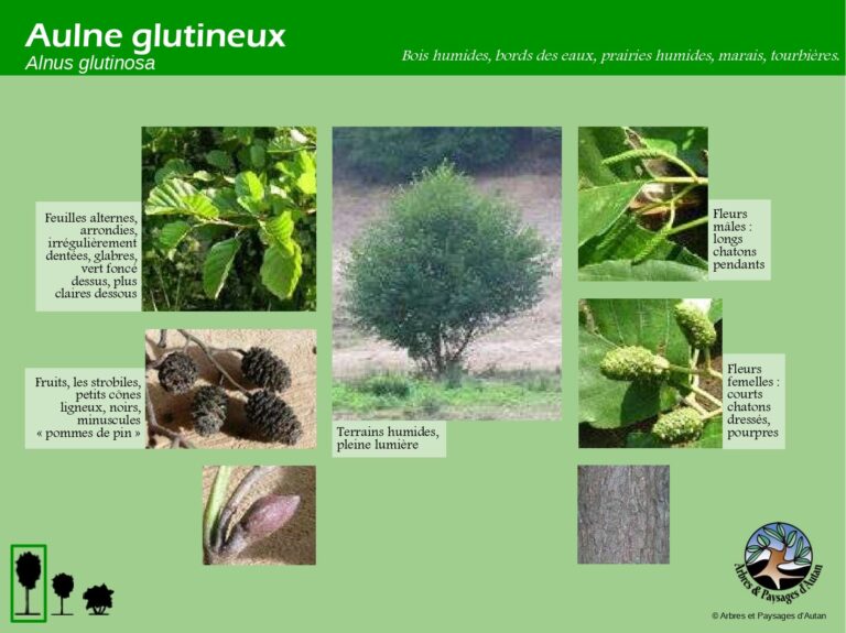 Aulne glutineux