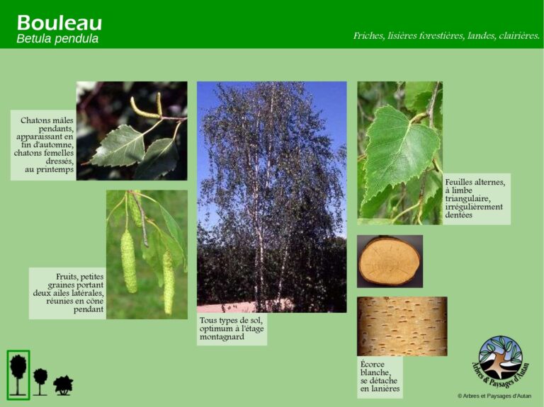 Bouleau