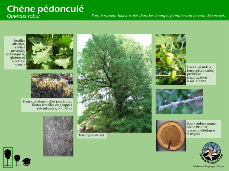 Chêne pédonculé