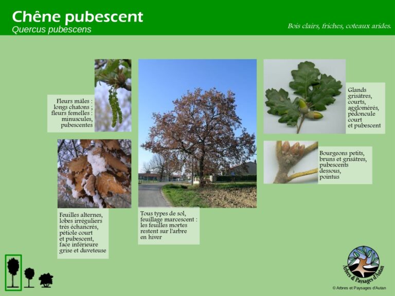 Chêne pubescent