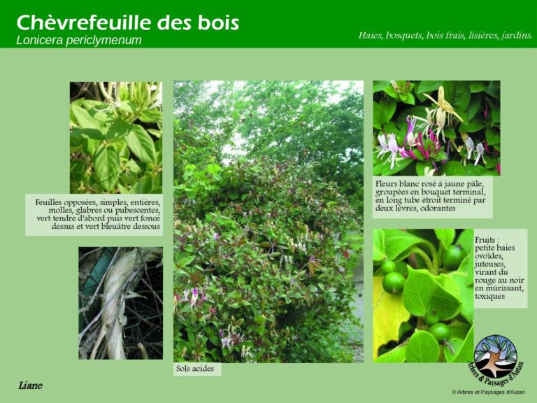 Chèvrefeuille des bois