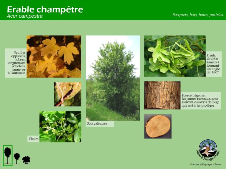 Erable champêtre