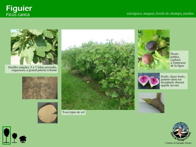 Figuier