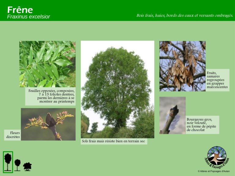 Frêne