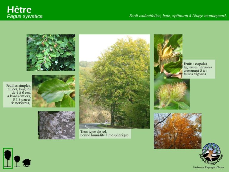 Hêtre