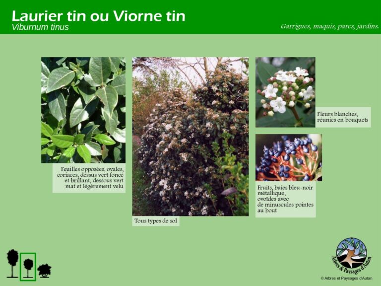 Laurier tin ou Viorne tin