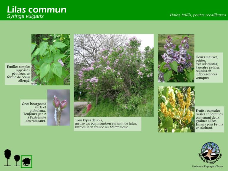Lilas commun