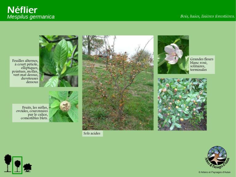 Néflier