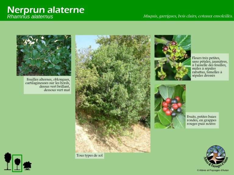 Nerprun alaterne