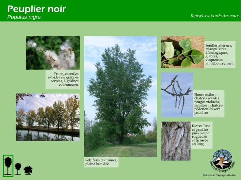 Peuplier noir