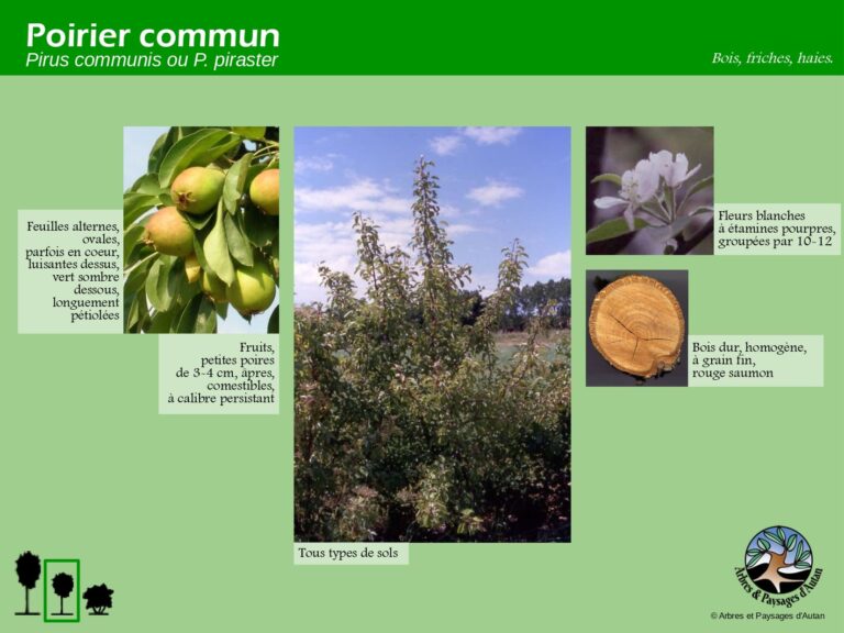 Poirier commun