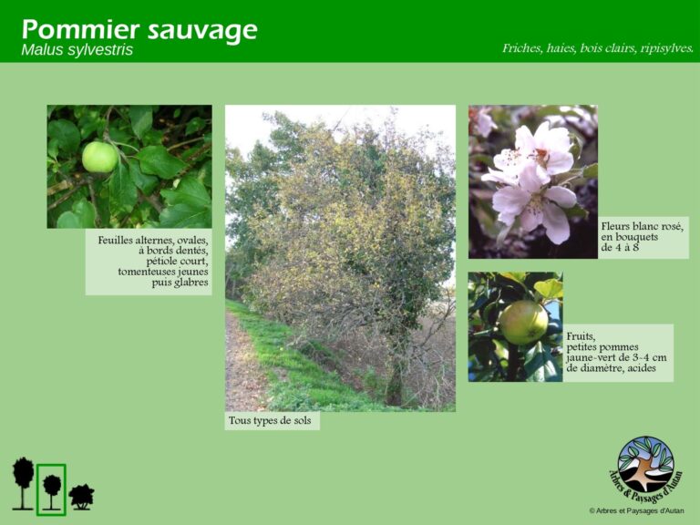 Pommier sauvage