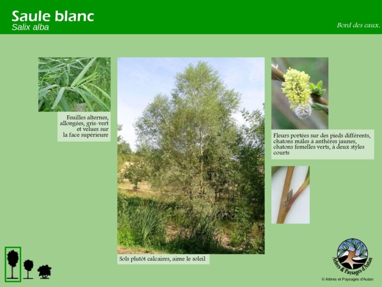 Saule blanc