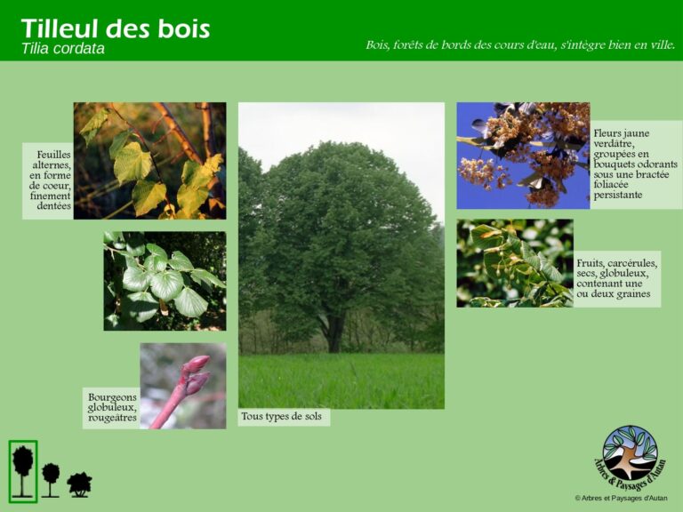 Tilleul des bois